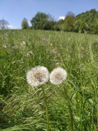 Foto Wiese Pusteblume scharf